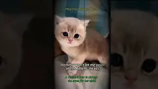 Love story moments by cats🤗😘😍#cat #love #lovestory #cutecat #kitten 