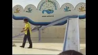 OTARU AQUARIUM Seal Show
