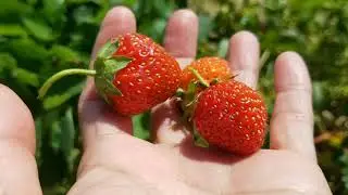Strawberry Picking Farm Near to our Place | Pick Your Own Strawberry | Abby Mini Fun