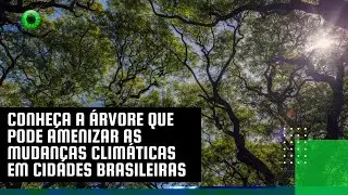 Conhe&ccedil;a a &aacute;rvore que pode amenizar as mudan&ccedil;as clim&aacute;ticas em cidades brasileiras