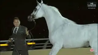 GCAT AJMAN 2025    Senior Mares Championship