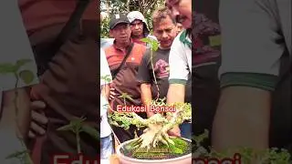 Belajar Bonsai @masranna #shorts #edukasibonsai #pameranbonsai #tutorialbonsai #kontesbonsai