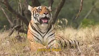 Tigers: The Six Different Types #tigers #sumatrantiger #wildlife #animalshorts