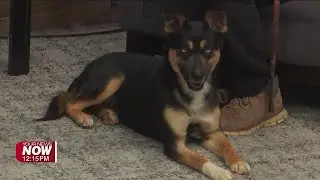 Allen County Dog Warden brings in an adoptable dog