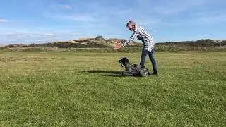 Training Jachthondenpup - Het commando vooruit/back