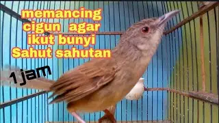 1 jam suara ciblek gunung memanggil teman Lawan AMPUH untuk memancing cigun malas bunyi