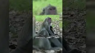 Monkey Story #Shorts