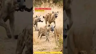Lion Hunt #lion#hunting #attack #hyenas #hyenavslion
