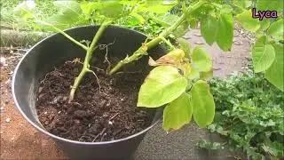 My cats, my garden, growing potatoes, tomato plants and other stuff.