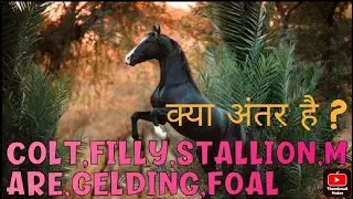 colt,filly,mare, stallion,gelding, and foal me difference informative video @indiandiscovery92