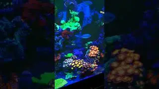18mths old Reef