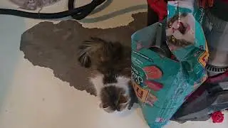 Cat flu at the rescue. 🙄😔