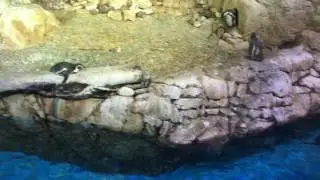 A Surprise Visit To Meet King & Queen Crocodile In Dubai Underwater Zoo!