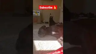FUNNY cute CAT and SLEEPY dog #shorts #dogs #cat #cute #funny #subscribe #share #like #viral #pets