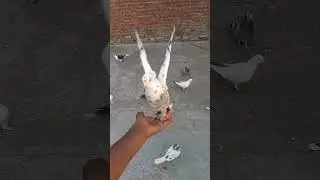 pigeon hai yi to
