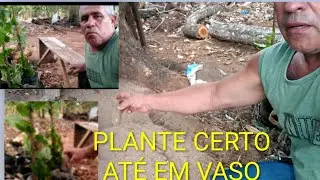 COMO PLANTAR INHAME. Como germinar mais r&aacute;pido 🙏😱.