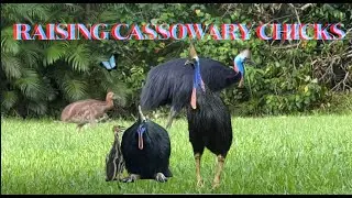 RAISING CASSOWARY CHICKS