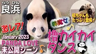 【良浜&楓浜（らうひん&ふうひん】良浜🍯せり出し櫓で美魔女カイカイダンス😂2才の楓浜🍁独り立ち後PANDA LOVEで母子コンビが復活💕思い出の未公開シーンシリーズ🎞️
