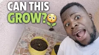 PLANTING NEW VEGETABLE ON MY BALCONY GARDEN//ONION KALES AND SPINACH