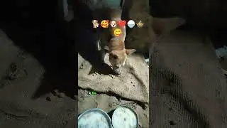 #shortvideo #street dog#feeding 🐶🍚🍲😋🐕🥰❤️