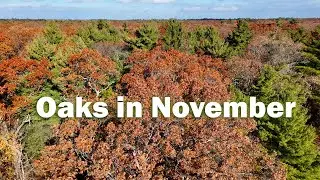 Oaks in Late Fall | Holding Colour When the Forest Lets Go