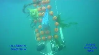 Ocean test of a 1/10th scale symbiotic system to harvest uranium from seawater by MIT at MMA.