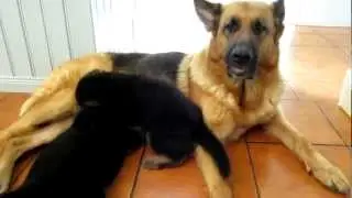 German shepherd puppies and mom