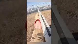 очень близкая охота#hunting #snowgeese #chasse#