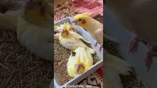 Heartwarming Moment: Cockatiel Serenades Chicks with Sweet Melodies 🥰