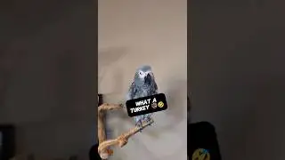 What A Turkey 🤣 #funny #animals #pets #parrot #birds #talkingbird