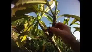 Colorful Pseudosphinx tetrio Catapiller feeding
