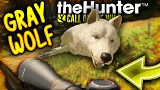 LOV NA VUKOVE | GRAY WOLF HUNT | YUKON VALLEY | theHunter Call Of The Wild