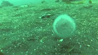 Pyrosome