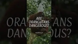 Orangutan FAQ
