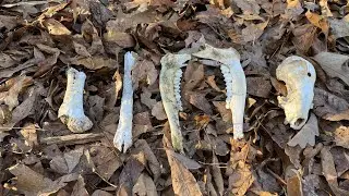 Second shed hunt of the year!!! (Slow day)