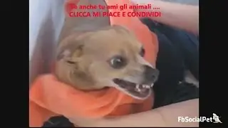 non voglio essere asciugata FbSocialPet
