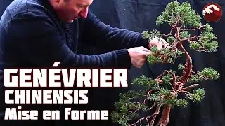 Je Forme un vieux Genévrier Chinensis 🌱 NEJIKAN BONSAI 🌱