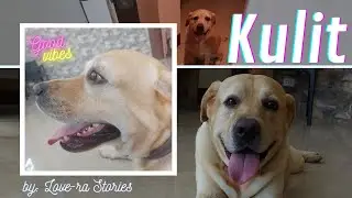 Labrador at home | KULIT | How to relieve stress| Have a Pet |Love-ra Stories