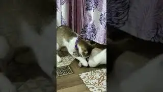 Video of Cat sisters playing