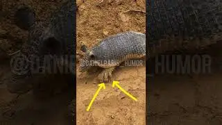 😱Olha esse🚨 BICHO que eu encontrei algu&eacute;m sabe que BOCHO &Eacute;? #amazonia #tatu #moto #trilha 😱