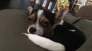 Rory sleeping