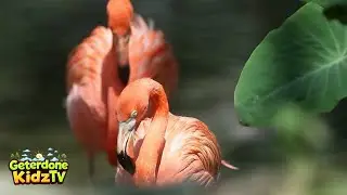 Flamingo Fun Facts for Kidz!