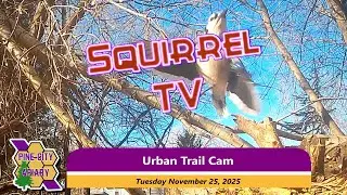 Squirrel TV: Драма на заднем дворе на свободе UTC 32 🐿️🐿️🐿️