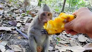 Merry Christmas To Cute Boy Moby PaPa Feed Jack Fruit And He Enjoyed Very Much | @IShowMonkeyTV