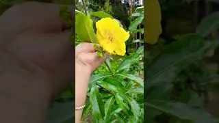 🌼🌱yellow double flower blooms  🌼#flowers #yellowflowers #gardening #youtubeshorts