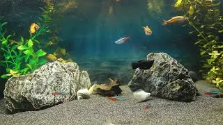 Relaxing Underwater Live Stream | Real Fish Life & Water Ambience