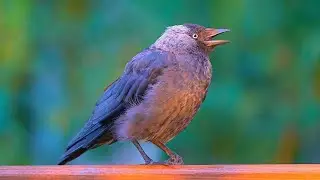 Close-ups of Jackdaws Perching on a Park Bench [4K] Crows