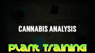 The Cannabis Analysis #7: Plant Training