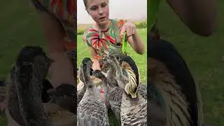 These endangered birds are called Nene Geese and they are only found in the wild in Hawaii! 🪿 🌍