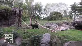WCS Queens Zoo Welcomes a New Andean Bear